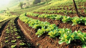 Ecology and Sustainable Agriculture