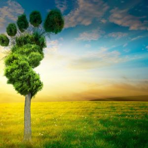 Caribbean Advanced Proficiency Examinations Environmental Science Unit II — Exam Prep
