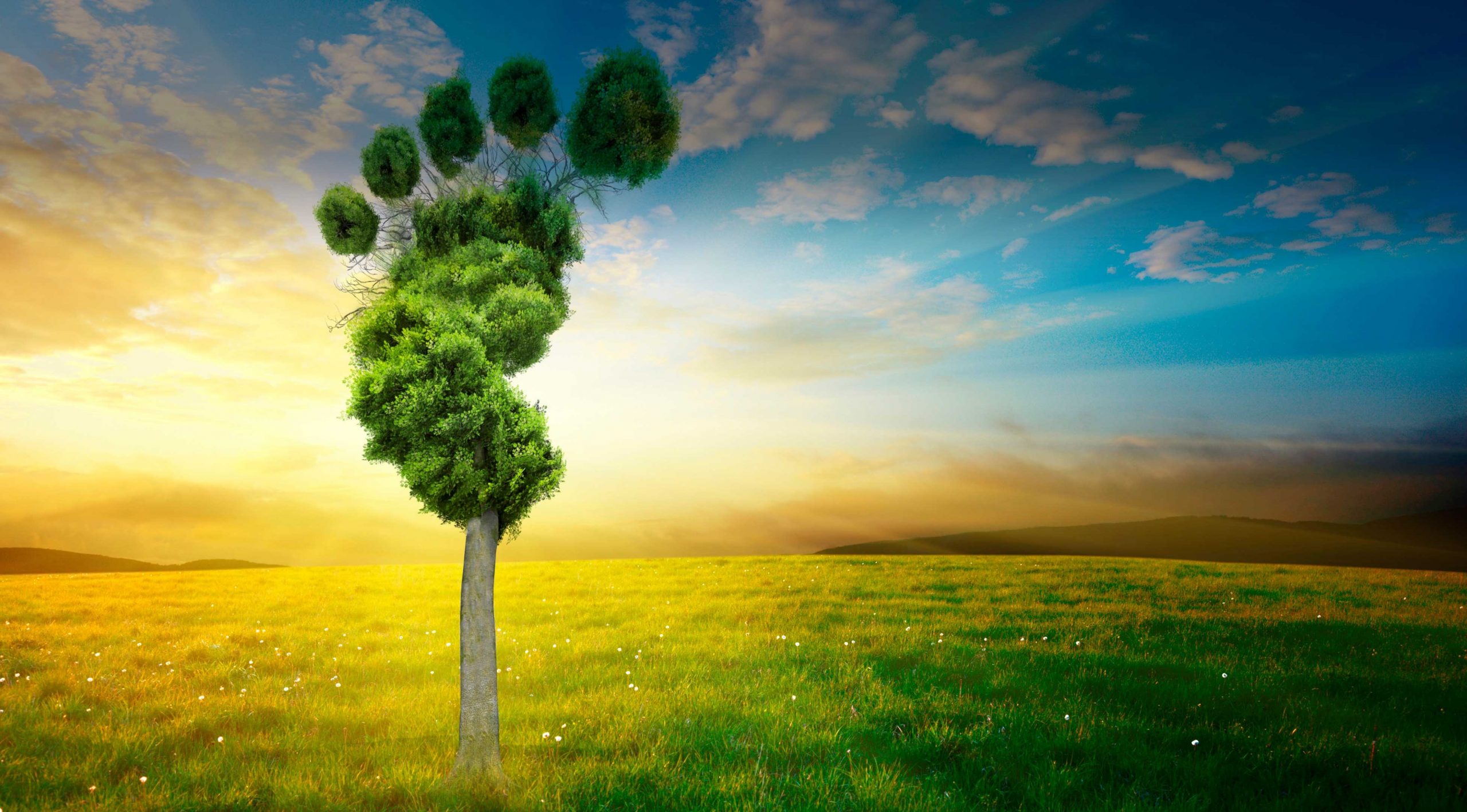Caribbean Advanced Proficiency Examinations Environmental Science Unit II — Exam Prep
