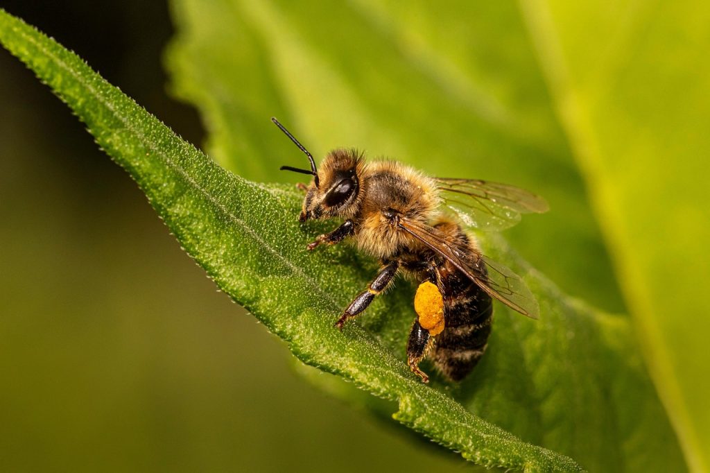 bee, insect, winged insect, wings, nature, hymenoptera, entomology, macro, apis mellifera, animal, close up, wildlife, honey bee, leaf, macroperspective, world bee day, bee, bee, bee, bee, bee, honey bee, honey bee, honey bee