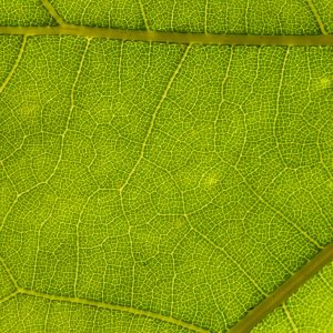 Detailed macro shot of a green leaf showing intricate vein patterns.